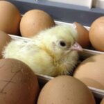 Что учесть перед покупкой инкубатора для яиц?