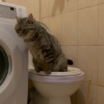 Главные причины, почему стоит купить встраиваемую стиральную машину