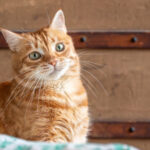 ЭКО пасты для котов: польза, состав, как давать