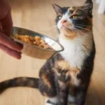 Як обрати якісний сухий корм для кота?