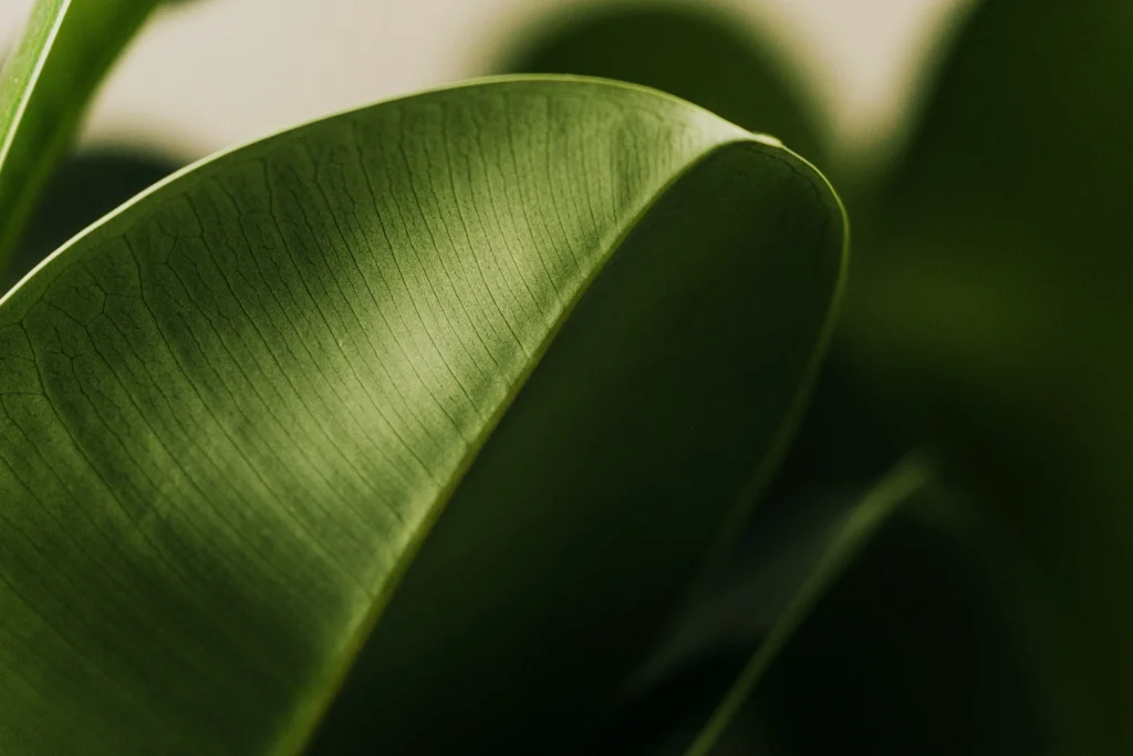 Фікуси — символ гармонії, стилю та природної сили у вашому просторі