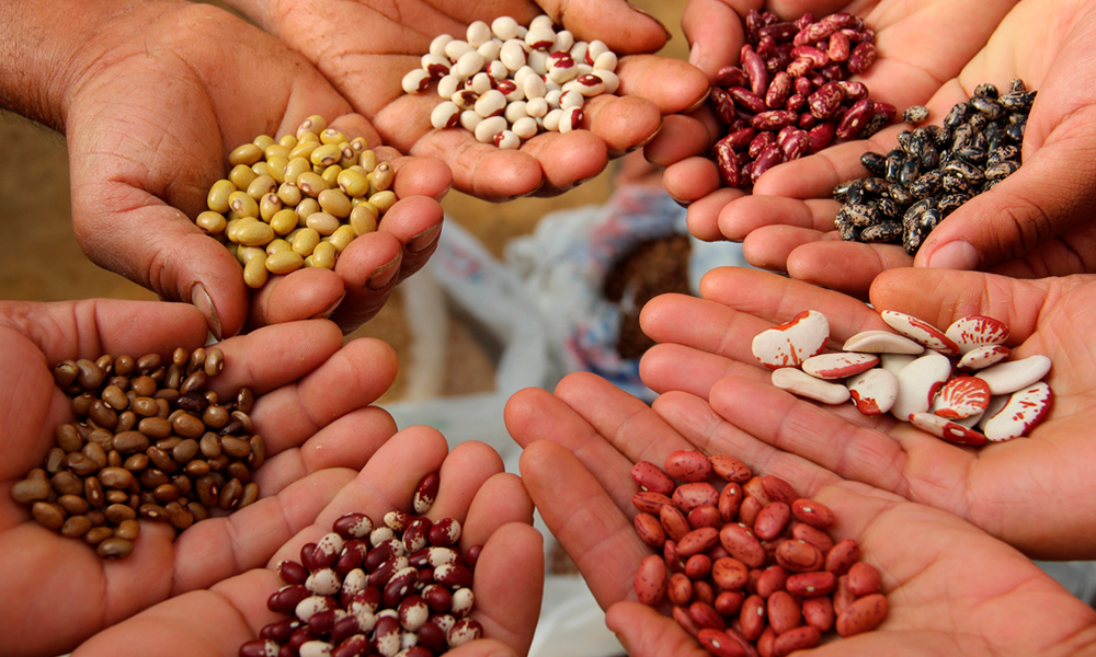 Магазин семян: как выбрать посевной материал без сюрпризов