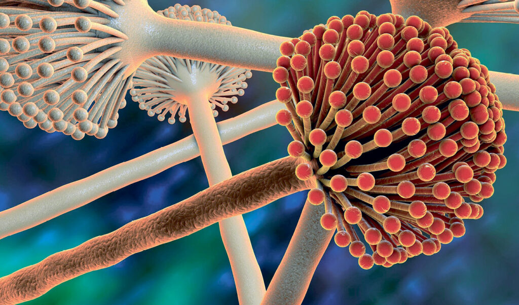 В чем опасность микотоксинов: скрытая угроза для здоровья и бизнеса