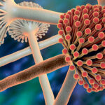 В чем опасность микотоксинов: скрытая угроза для здоровья и бизнеса