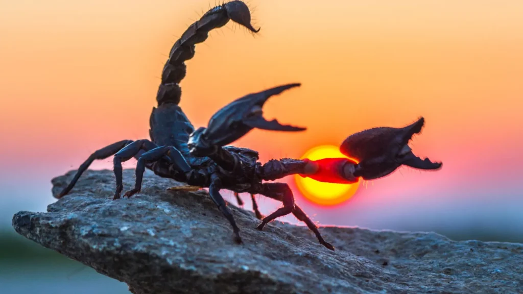 Гороскоп для Скорпиона на март 2026: трансформации и прорывы