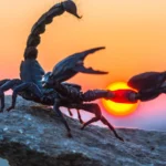 Гороскоп для Скорпиона на март 2026: трансформации и прорывы